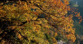 autum in Surugatokuyama Ⅱ