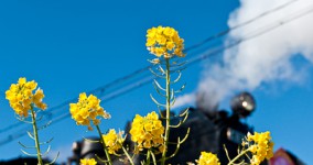 rape blossoms