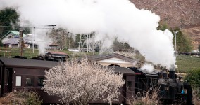 ume blossoms Ⅶ