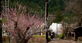 ume blossoms Ⅹ