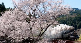 early‐flowering cherry Ⅰ