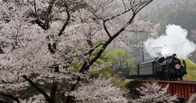 early‐flowering cherry Ⅲ