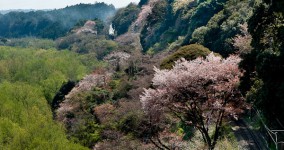wild cherry blossoms