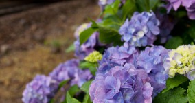 hydrangea in Tanokuchi Ⅳ