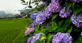 hydrangea in Shinkanaya