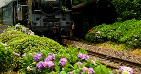 hydrangea in Tanokuchi Ⅱ