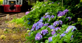 hydrangea in Tanokuchi Ⅲ