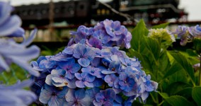 hydrangea in Ojiro River