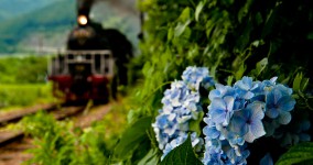 hydrangea in Fukuyo Ⅰ