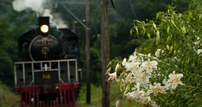 golden-rayed lily Ⅱ