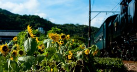 sunflower Ⅱ