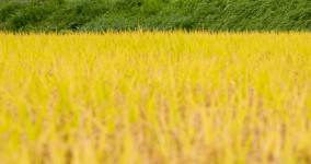 golden field