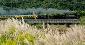 silver grass in Yamaguchi