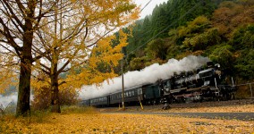 gingko in Kuma river Ⅰ