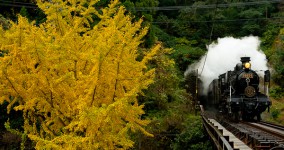 gingko in Kuma river Ⅱ