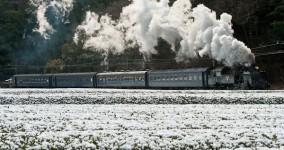 snowy tea garden