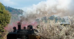 ume blossoms Ⅴ