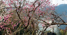 ume blossoms Ⅵ