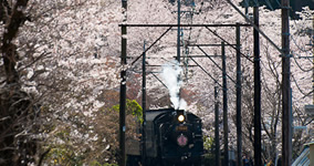 SAKURA Ⅰ