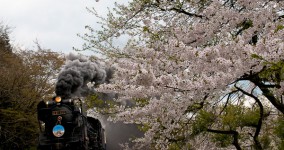 spring in Bansai Ⅰ