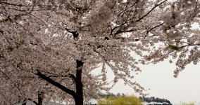 spring in Bansai Ⅴ