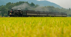 rice fields