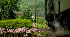 pink flowers