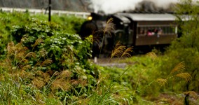 rainy silver grass