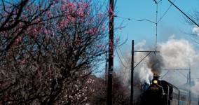 ume blossoms I