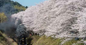 row of cherry blossom trees