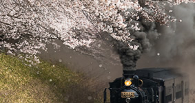 shower of cherry blossom