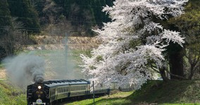 sakura in Bansai I