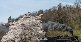 sakura in Bansai II