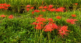 spider lily I