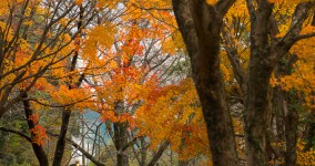 autumn leaf color I