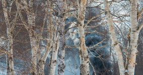 white birch II