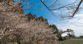 ume blossoms IV