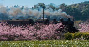 Kawazu-zakura