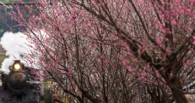 ume blossoms VII