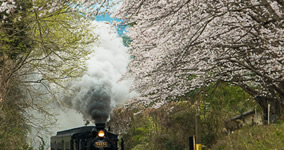 cherry blossom tunnel