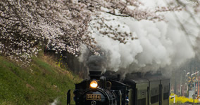 row of cherry trees I