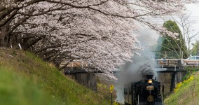 row of cherry trees II