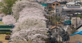 Cherry blossoms I