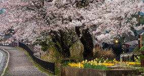 Cherry blossoms VI