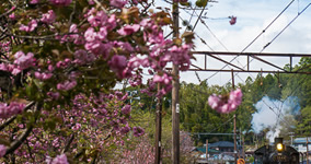 double cherry blossoms I