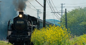 rape blossoms III