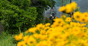 Coreopsis lanceolata II