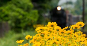 Coreopsis lanceolata III