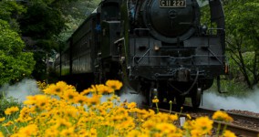 Coreopsis lanceolata V