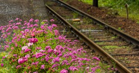 catchfly I